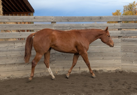 HorseID: 2305355 SUGAR CODED - PhotoID: 1088741