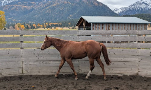 HorseID: 2305355 SUGAR CODED - PhotoID: 1088742