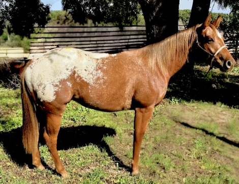 HorseID: 2305356 Dream Big Mr - PhotoID: 1088710