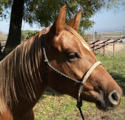 HorseID: 2305356 Dream Big Mr - PhotoID: 1088711