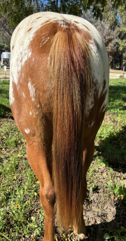 HorseID: 2305356 Dream Big Mr - PhotoID: 1088712