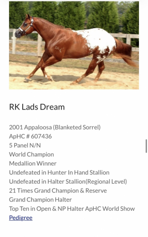 HorseID: 2305356 Dream Big Mr - PhotoID: 1088713