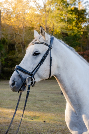 HorseID: 2305357 Maximus - PhotoID: 1088714