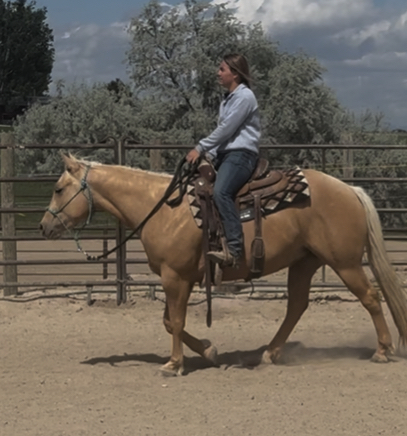 HorseID: 2305362 Hat J Hollywoodshines - PhotoID: 1088717