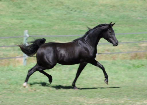 HorseID: 2305364 DE Anjulizza - PhotoID: 1088719