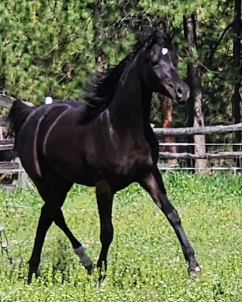 HorseID: 2305365 DE Anastazzia - PhotoID: 1088721