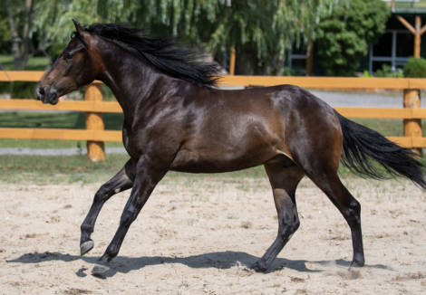 HorseID: 2305375 Vintication - PhotoID: 1088722