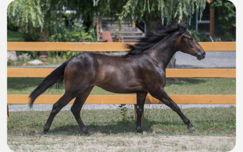 HorseID: 2305375 Vintication - PhotoID: 1088723