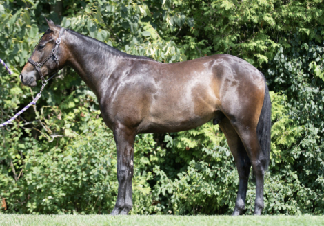 HorseID: 2305375 Vintication - PhotoID: 1088724