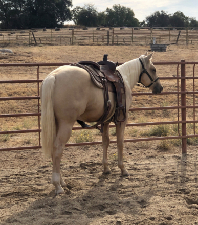 HorseID: 2305377 JMR Carranza Guns - PhotoID: 1088726