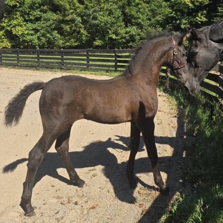 HorseID: 2305385 Sonnet fan Camelot - PhotoID: 1088733