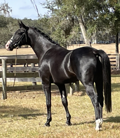 HorseID: 2305387 D'Artagnan HC - PhotoID: 1088735