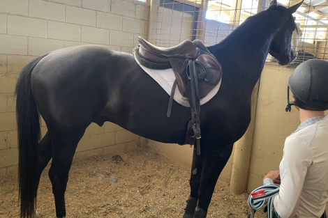 HorseID: 2305387 D'Artagnan HC - PhotoID: 1088736