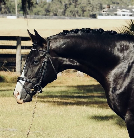 HorseID: 2305387 D'Artagnan HC - PhotoID: 1088738