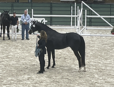 HorseID: 2305387 D'Artagnan HC - PhotoID: 1088739