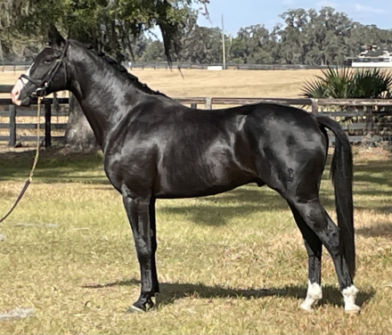 HorseID: 2305387 D'Artagnan HC - PhotoID: 1088740