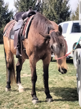 HorseID: 2305390 Mocha - PhotoID: 1088743