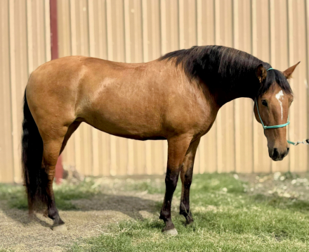 HorseID: 2305395 Hada JAM - PhotoID: 1088744