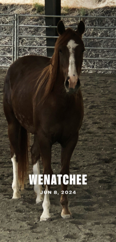 HorseID: 2305396 Willa - PhotoID: 1088745