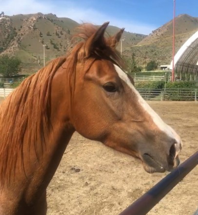 HorseID: 2305396 Willa - PhotoID: 1088747