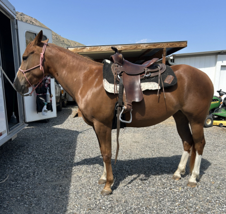 HorseID: 2305396 Willa - PhotoID: 1088749