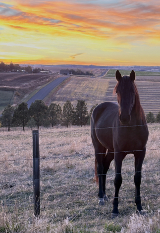 HorseID: 2305397 Midnight Ember - PhotoID: 1088755