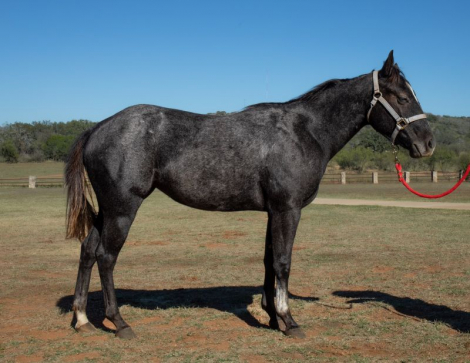 HorseID: 2305398 Peptoboons Cash Missy - PhotoID: 1089534