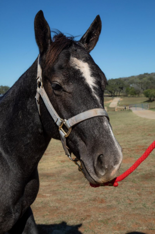 HorseID: 2305398 Peptoboons Cash Missy - PhotoID: 1089535