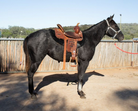 HorseID: 2305398 Peptoboons Cash Missy - PhotoID: 1089536