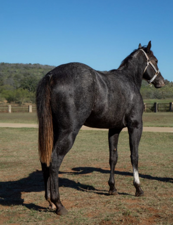 HorseID: 2305398 Peptoboons Cash Missy - PhotoID: 1089537