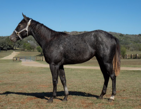 HorseID: 2305398 Peptoboons Cash Missy - PhotoID: 1089538