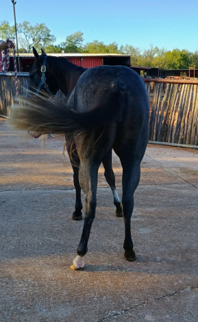 HorseID: 2305398 Peptoboons Cash Missy - PhotoID: 1089539