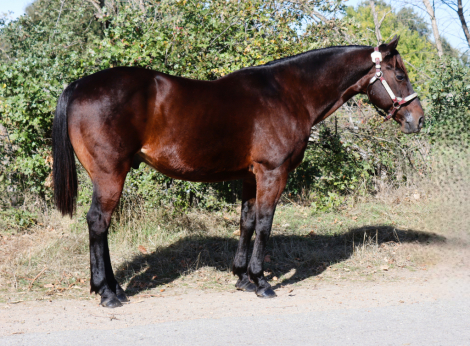 HorseID: 2305399 Hawk - PhotoID: 1088758