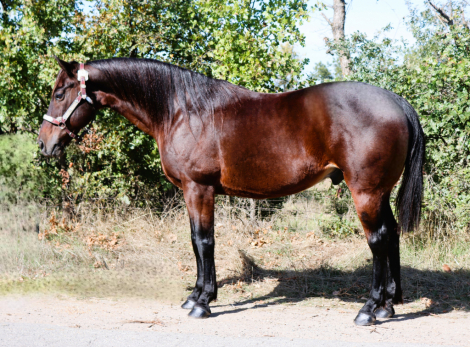 HorseID: 2305399 Hawk - PhotoID: 1088759