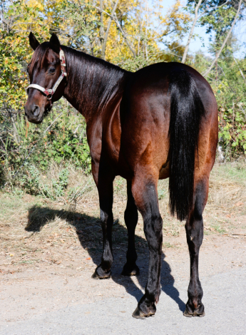 HorseID: 2305399 Hawk - PhotoID: 1088760