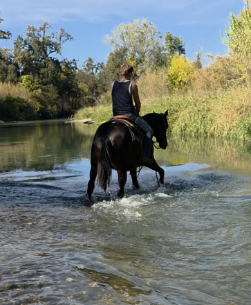 HorseID: 2305399 Hawk - PhotoID: 1088761