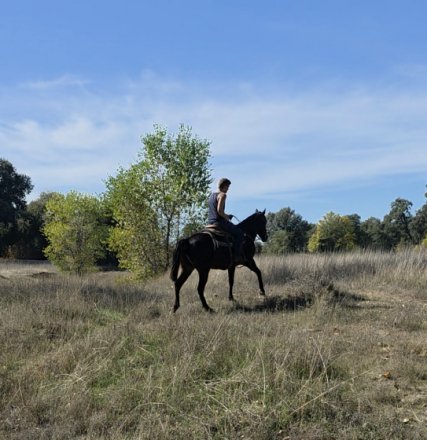 HorseID: 2305399 Hawk - PhotoID: 1088762