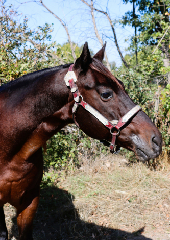 HorseID: 2305399 Hawk - PhotoID: 1088763