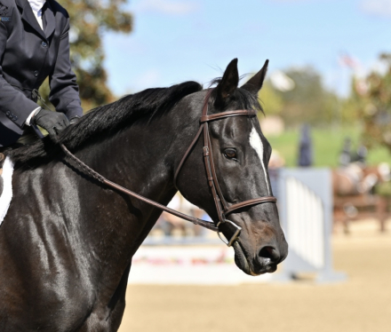 HorseID: 2305409 Storming Prince - PhotoID: 1088859