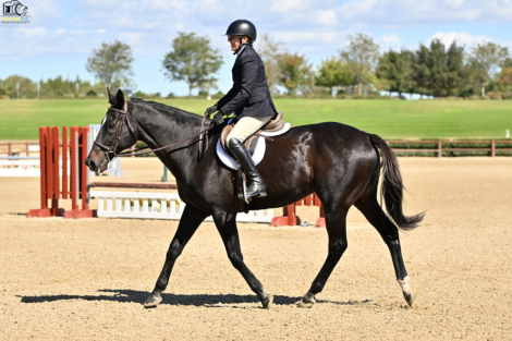 HorseID: 2305409 Storming Prince - PhotoID: 1088860