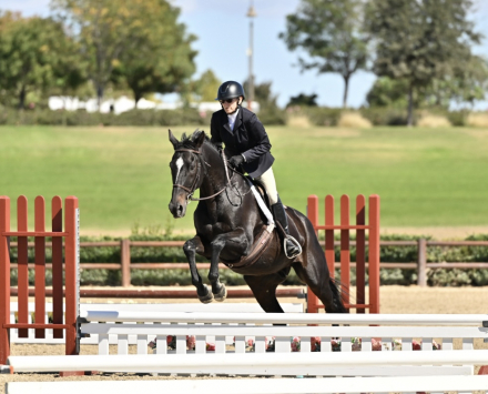 HorseID: 2305409 Storming Prince - PhotoID: 1088861