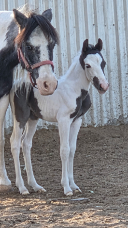 HorseID: 2305410 Marble - PhotoID: 1088768