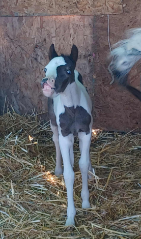 HorseID: 2305410 Marble - PhotoID: 1088771