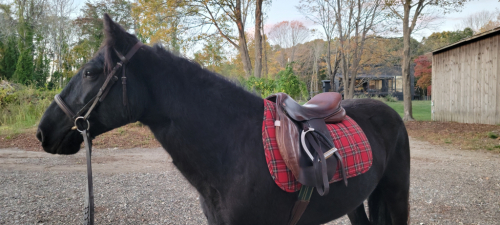 HorseID: 2305412 Fern - PhotoID: 1088766