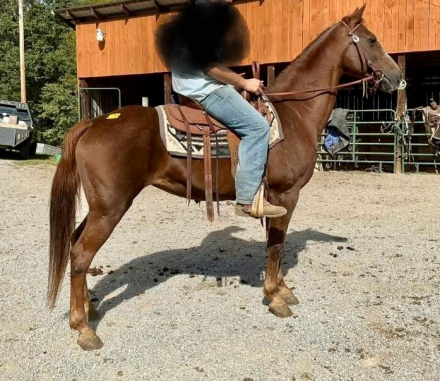 HorseID: 2305413 Sage - PhotoID: 1088884