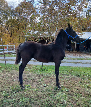 HorseID: 2305418 Dark Knight - PhotoID: 1088773