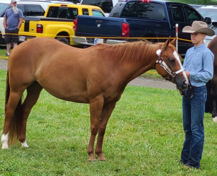 HorseID: 2305419 Rey Quixote Mite - PhotoID: 1088780