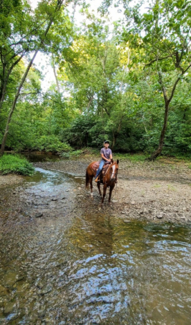 HorseID: 2305419 Rey Quixote Mite - PhotoID: 1088781