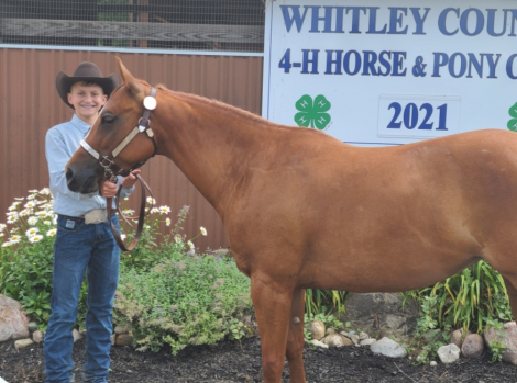 HorseID: 2305419 Rey Quixote Mite - PhotoID: 1088782