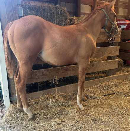 HorseID: 2305421 Cattylac Dunit - PhotoID: 1088783